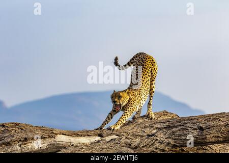 Kenya, Riserva Nazionale di Samburu, ghepardo (Achinonyx jubatus), stretching Foto Stock