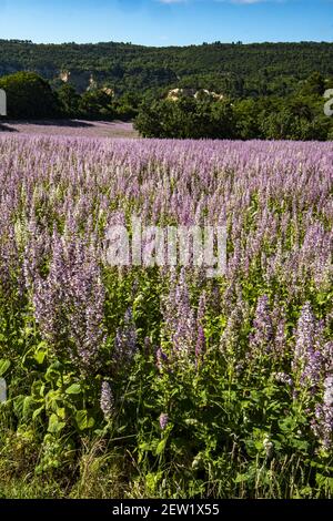 Francia, Herault, vicino a Gignac, campo di clary salvia (sclerarea), nel mese di giugno Foto Stock