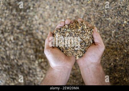 Francia, Loira Atlantica, Plesse, cereali della fattoria 7 sentieri Foto Stock