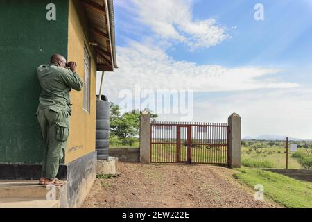 Tanzania, Parco Nazionale Serengeti, Ikoma in Unit K9 Park, i ranger hanno sempre binocoli a portata di mano per osservare la fauna selvatica, elefanti, inene, bufali, molti animali selvatici avvicinarsi al recinto della unità canina ogni giorno Foto Stock