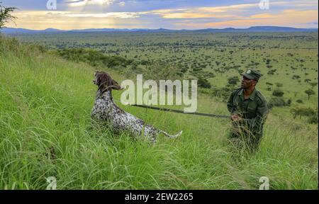 Tanzania, il Parco Nazionale Serengeti, Ikoma, Oscar, sentì un profumo e si precipitò a seguire il sentiero Foto Stock