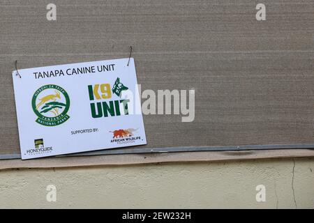 Tanzania, unità canina Ikoma dove i cani anti-bracconaggio del Parco Serengeti sono raggruppati, introdotti nei parchi dalla ONG Honeyguide, l'unità K9 (pronunciato kay-nove, per analogia con l'unità canina) ha 4 cani nel parco Serengeti Foto Stock