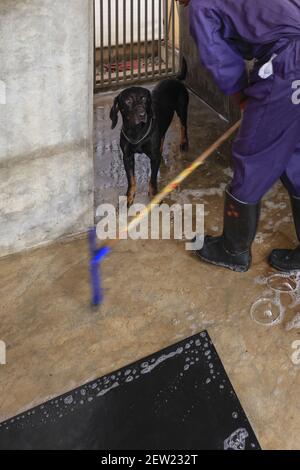 Tanzania, unità canina di Ikoma dove si raccolgono i cani anti-bracconaggio del Parco Serengeti, l'allevamento viene lavato con abbondante acqua ogni mattina, qui Thor, il più giovane dei cani anti-bracconaggio Foto Stock