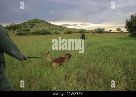 Tanzania, unità canina Ikoma dove si raccolgono i cani anti-bracconaggio del Parco Serengeti, l'unità K9 è fuori, ogni cane accompagnato da un gestore Foto Stock