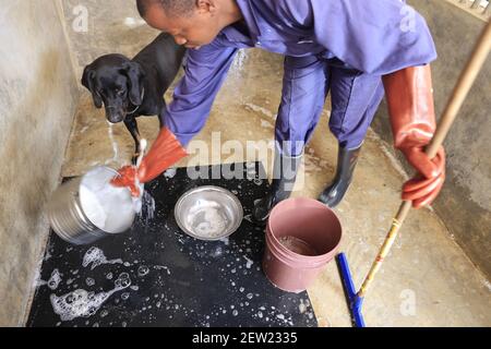 Tanzania, unità canina di Ikoma dove si raccolgono i cani anti-bracconaggio del Parco Serengeti, l'allevamento viene lavato con abbondante acqua ogni mattina, qui Thor, il più giovane dei cani anti-bracconaggio Foto Stock