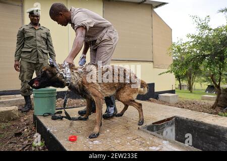 Tanzania, unità canina Ikoma dove i cani anti-bracconaggio del Parco Serengeti sono raggruppati insieme, Renzo, il Malinois, il cane più efficiente dell'unità, non gradisce troppo la doccia e trova difficile rimanere tranquilli, La pompa che alimenta la vasca non funziona e oggi i cani sono lavati con secchi d'acqua e shampoo di controllo di peste Foto Stock