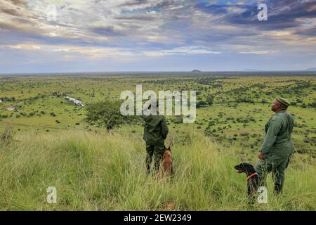 Tanzania, Parco Nazionale Serengeti, Ikoma, l'unità K9 è fuori, i ranger osservano l'orizzonte, per 3 anni non è stato osservato alcun elefante bracconaggio nel parco, grazie all'introduzione dei cani dell'unità K9, e lo spiegamento di molti ranger (300) Foto Stock