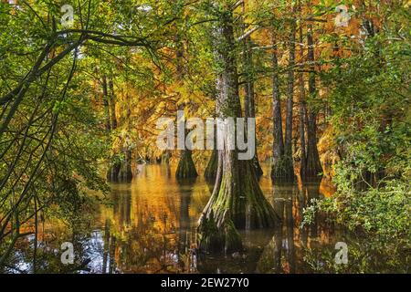 Francia, Isère, Saint-Baudille-de-la-Tour, stagno Billieu, cipresso calve foresta (Taxodium distichum) Foto Stock