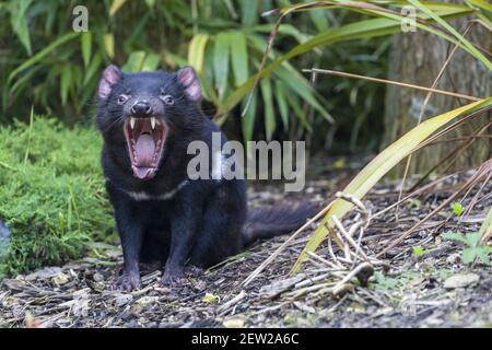 Francia, Loir e t Cher, Valle della Loira dichiarata Patrimonio Mondiale dall'UNESCO, Loir et Cher, Saint-Aignan-sur-Cher, zoo di Beauval, diavolo della Tasmania Foto Stock