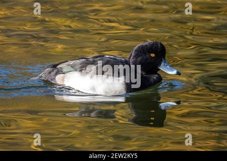 Anatra solitaria al lago Kleinhesseloher nel giardino inglese di Monaco, Germania. Foto Stock