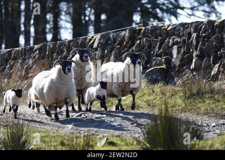 Pecore e agnelli Scottish Blackface, Dumfries & Galloway, Scozia Foto Stock