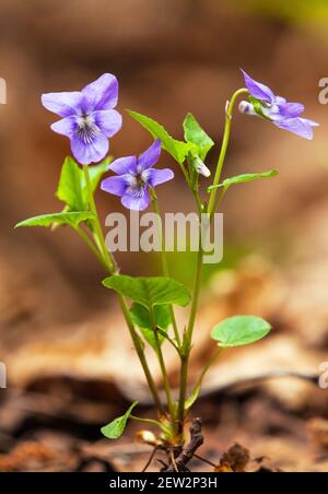 Viola Riviniana, pianta fiorente il cane-violetto comune. È anche chiamato legno viola o cane viola fiore Foto Stock