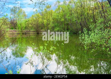 un piccolo stagno bello nella foresta Foto Stock