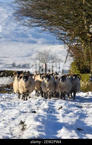 Scottish Blackface pecore nella neve Foto Stock