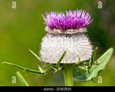 Porpora o violetto fiore di Cirsium eriophorum alias tistello lanoso su sfondo verde prato Foto Stock