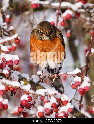 American Robin, Turdus migrratorius, guardando grumpy alla macchina fotografica, di fronte mentre si sta in piedi su neve coperto granchio mela albero Foto Stock