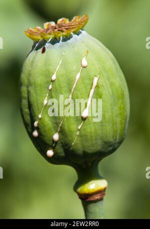 Particolare di papavero di oppio in latino papaver somniferum Foto Stock