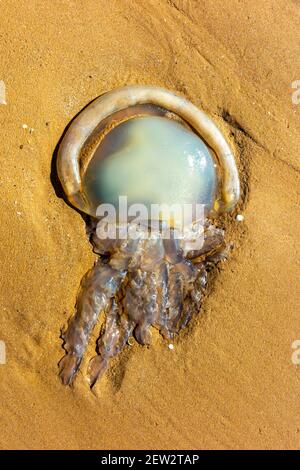 Meduse lunari si sono arenate su una spiaggia di sabbia nel sud Galles Regno Unito Foto Stock