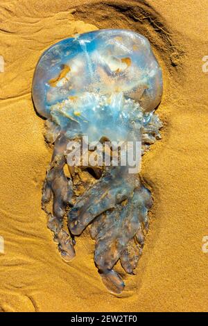 Meduse lunari si sono arenate su una spiaggia di sabbia nel sud Galles Regno Unito Foto Stock