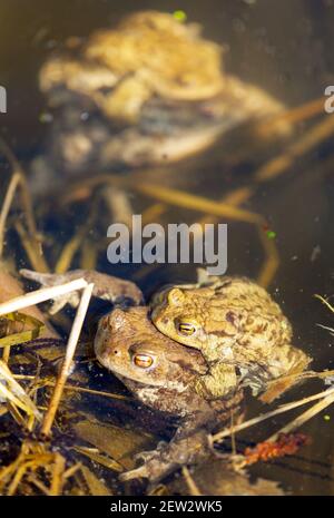 Comune o europeo marrone rospo colorato, i toads di accoppiamento nel laghetto Foto Stock