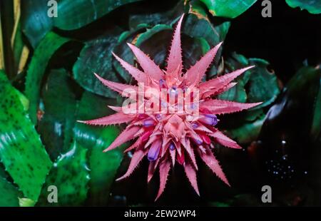 L'acmea fasciata, billbergia, bromeliaceae, costa rica l'acmea fasciata è una specie di pianta fiorita della famiglia delle Bromeliaceae Foto Stock