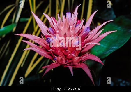 L'acmea fasciata, billbergia, bromeliaceae, costa rica l'acmea fasciata è una specie di pianta fiorita della famiglia delle Bromeliaceae Foto Stock