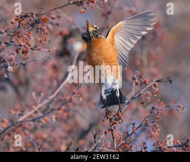 American Robin, Turdus migrratorius, su bacche completamente striato raggiungendo per aprire le ali di ramo Foto Stock