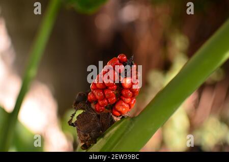 Una macro di un jack rosso nel pulpito berry Foto Stock