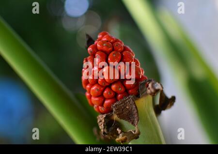 Una macro di un jack rosso nel pulpito berry Foto Stock