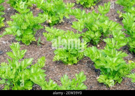 Apium graveolens var. Dulce 'Lathom Self Blanching'. Sedano 'Lathom Self Blanching'. File di piante giovani che crescono in un letto Foto Stock