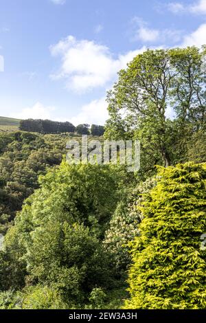 Vari alberi assortiti sul Parco Nazionale di Exmoor visto da Cloutsham, Somerset UK Foto Stock