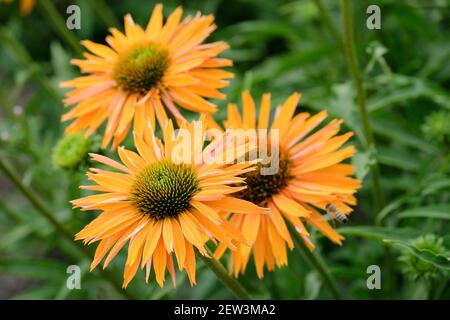 Echinacea "Big Kahuna" (PBR). Coneflower "Big Kahuna". Primo piano di fiori d'arancio Foto Stock