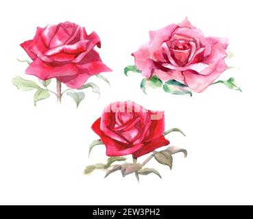Set di rose rosa e rosse. Illustrazione acquerello. Isolato. Foto di alta qualità Foto Stock