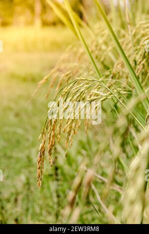 Semi e riso che sono ancora verdi nella campagna della Thailandia. Foto Stock