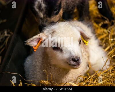 Primo piano di carino neonato agnello di pecora Shetland gemellato sdraiato in paglia nel fienile, Scozia, Regno Unito Foto Stock