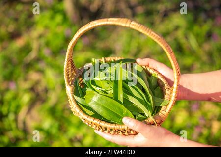 Giovane donna che raccoglie fresco, aglio bio-orso, allium ursinum nella foresta, concetto di erbalismo Foto Stock