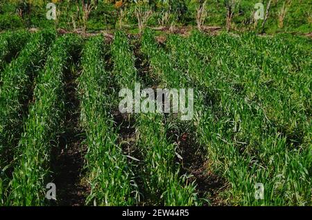 preparando la tierra : cultivos de invierno y prepararacion de terrenos Foto Stock