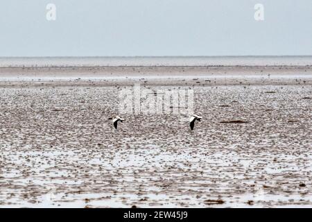 Un paio di shelduck, Tadorna tadorna, che vola basso sopra il Wash a bassa marea. Foto Stock