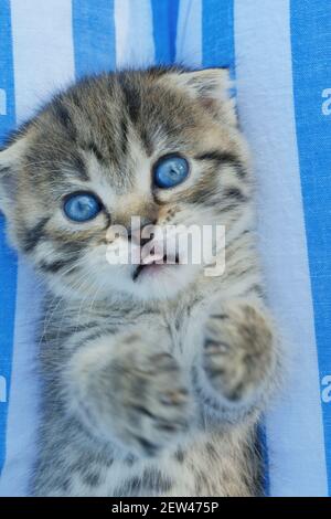 Gattino scozzese. Ritratto di gattino tabby grigio. Giace sul retro su uno sfondo a righe.Pets.kitten con occhi blu Foto Stock