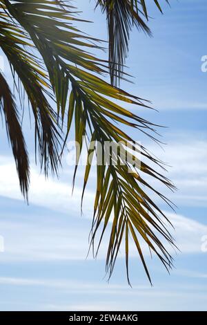 Immagine verticale primo piano palma foglie vista contro il cielo blu nuvoloso durante il tempo caldo. Sfondo sereno. Vacanze estive, vacanze, viaggi, touri Foto Stock