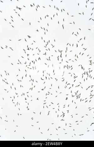 Insolitamente grande gregge denso di centinaia di gabbiani e uccelli in volo sopra le sagome di un cielo bianco chiaro Foto Stock