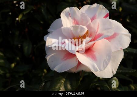 Camellia japonica ‘Lady Vansittart’ Camellia Lady Vansittart – fiori bianchi arrossati di rosa, marzo, Inghilterra, Regno Unito Foto Stock