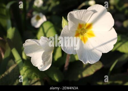 Primula polyanthus ‘Crescendo White’ primule bianche con centri gialli, marzo, Inghilterra, Regno Unito Foto Stock