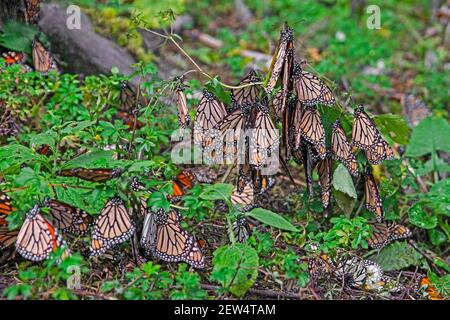 Monarchi / farfalle monarca (Danaus plexippus) che si infrangono alla Riserva della Biosfera delle Farfalle Monarch vicino ad Angangueo, Michoacán, Messico Foto Stock