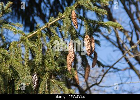 Pinecone su Conifer di fronte a Blue Sky. Primo piano di Pinecones appesi al ramo dell'ago. Foto Stock