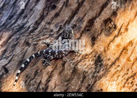 Un Toki Gecko di colore grigio (Gekko Gecko) sul ceppo di un albero thailandese. Primo piano Foto Stock