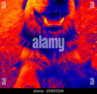 Ritratti di cani. Scansione della temperatura corporea dell'animale con una termocamera Foto Stock