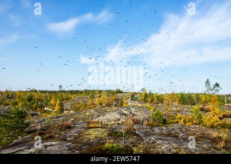 Un numero enorme di zanzare (sciami di zanzare) vivere in montagna tundra bassa cespuglio (foresta-tundra zona) Del nord circumpolare Foto Stock