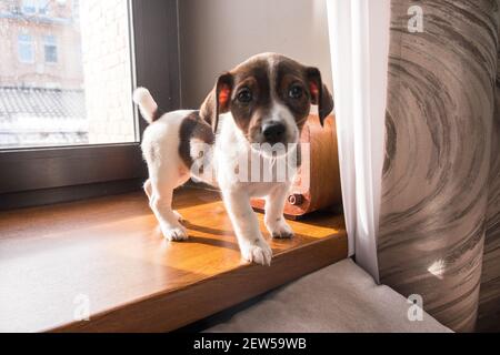 Jack russell cucciolo sul davanzale in una giornata di sole Foto Stock