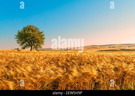 PAESAGGIO RURALE ESTIVO. Tra Puglia e Basilicata: Campo di mais all'alba con albero solitario in Italia. Foto Stock